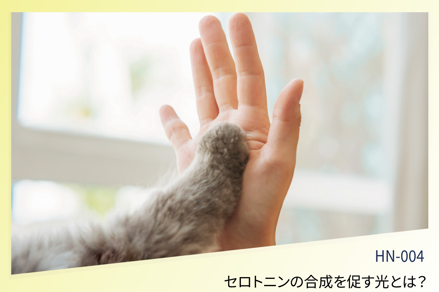 セロトニンの合成を促す光とは？日光・ブルーライト・照度の科学的メカニズム​