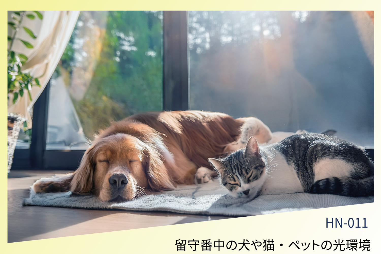 留守番中の犬や猫・ペットの光環境｜セロトニンと明るさの関係